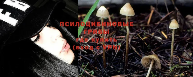 Псилоцибиновые грибы Cubensis  где купить наркотик  Знаменск 